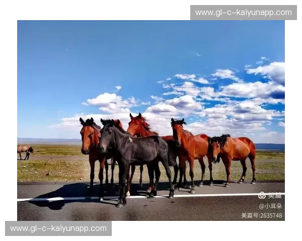 开云外网测速——提升全球网络体验的关键